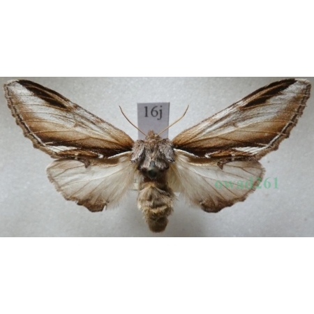 Pheosia gnoma (Fabricius, 1776) Garbatka brzozówka Czech16j
